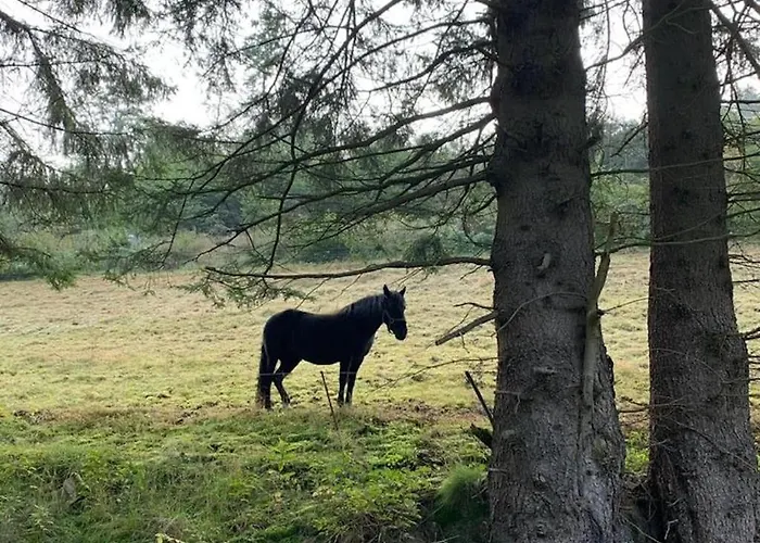 Bei Mit Garten * Willingen (Upland)